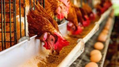 بعد ارتفاع الأسعار.. البرلمان يفتح ملف أزمة الأعلاف والدواجن