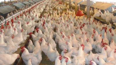 «الزينى»: انفراجة كبيرة فى قطاع صناعة الدواجن بعد خروج كميات كبيرة من فول الصويا والذرة