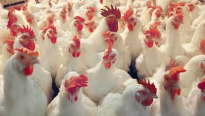 أستاذ زراعة حيوية: سعر الدواجن اليوم الأعلى في التاريخ