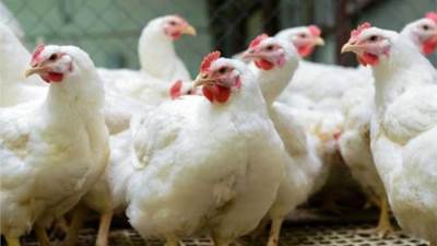 «الزراعة»: الإفراج عن 1.7 مليون طن أعلاف بتكلفة 850 مليون دولار من 16 أكتوبر حتى الآن