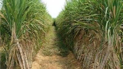التموين: توريد 350 ألف طن قصب من المزارعين  والمخزون الاستراتيجي للسكر يتعدى 3 أشهر 