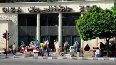 الحكومة توضح حقيقة تجريف أشجار حديقة الحيوان بالجيزة