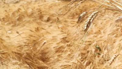 «السلع التموينية» تتعاقد على شراء 535 ألف طن قمح روسي