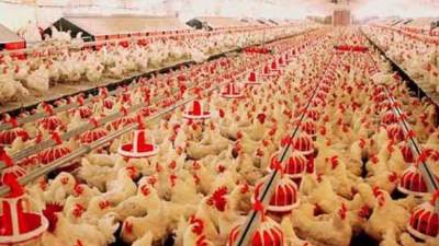 «شعبة الدواجن»: الأسعار لن تتراجع الفترة القادمة 