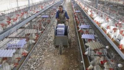 اتحاد منتجين الدواجن: مصر لم تستورد البيض منذ ثمانيات القرن الماضي