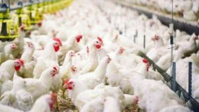 «شعبة الدواجن»: أسعار الأعلاف تشهد حالة من الانفلات والسبب وراء الازمة