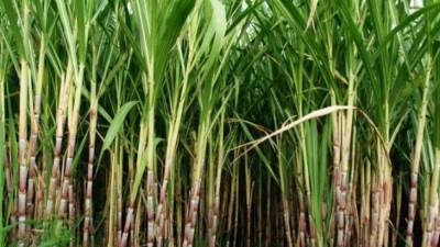 التموين: إرتفاع معدل توريد محصول القصب لـ 3 ملايين و 200 طن وإنتاج 310 الف طن سكر 