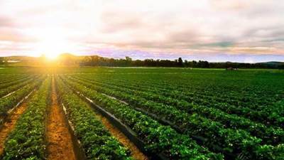 نائب وزير الزراعة: توجيهات رئاسية للاهتمام بتنمية الثروة الحيوانية