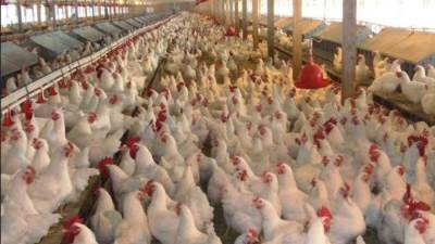 «الزراعة»  تعلن انخفاضا كبيرا في أسعار الدواجن الفترة المقبلة