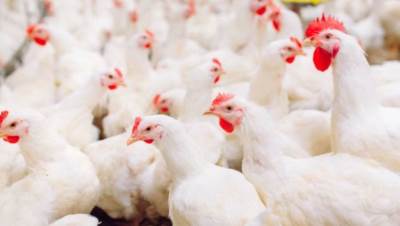 التموين: الدواجن البرازيلية الموجودة الآن جزء من المخزون الاستراتيجي لمصر