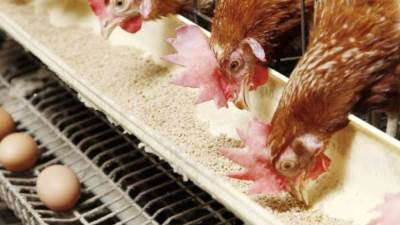 خبير اقتصاد :الإفراج عن 2.7 مليون طن ذرة وفول صويا ساهم في تراجع أسعار الدواجن