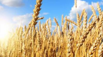«السلع التموينية» تتعاقد على شراء 120ألف طن قمح أوكراني