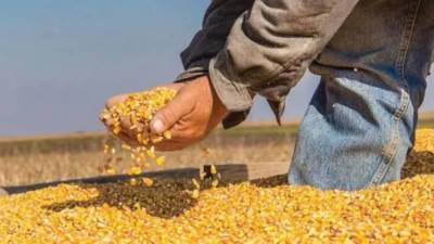 «الزراعة»: الإفراج عن 140 ألف طن اعلاف«الذرة والصويا» بحوالي 60 مليون دولار خلال اسبوع