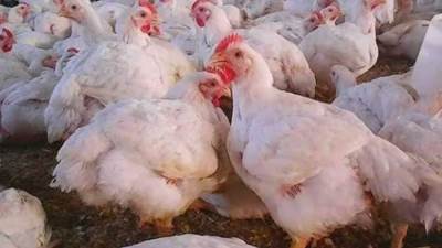 شعبة الدواجن بغرفة الجيزة التجارية: 22 جنيها انخفاضًا في أسعار الفراخ ولا مشاكل في الأعلاف