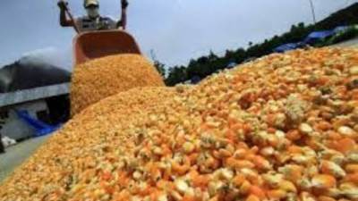 الزراعة: الإفراج عن 256 ألف طن اعلاف «الذرة والصويا» بحوالي 105 مليون دولار