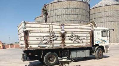 انتظام توريد محصول القمح لصوامع وشون محافظة الشرقية