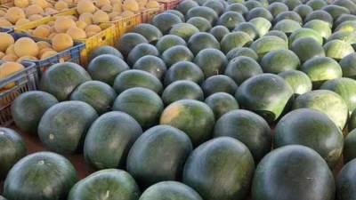 الحكومة تنفي انتشار بطيخ مسرطن بالأسواق 