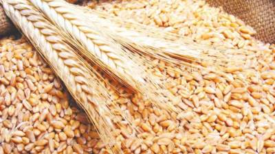 السلع التموينية تعلن عن ممارسة لشراء قمح مستورد