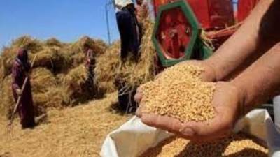 بلومبرج: مصر تجري محادثات مع الإمارات للحصول على تمويل لمشتريات القمح بـ400 مليون دولار