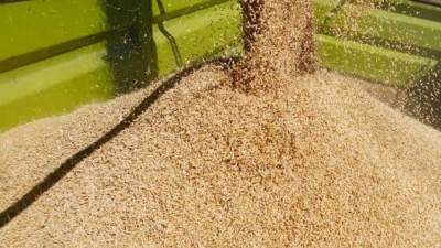 رئيس زراعة الشيوخ: تعليق اتفاق الحبوب بين روسيا وأوكرانيا لن يؤثر سلبا على مصر 