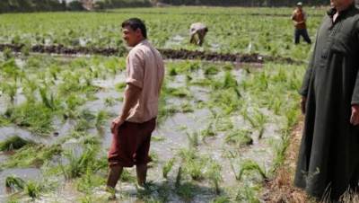 «الزراعة» تصدر قرارات جديدة لمواجهة موجة الحرارة الشديدة