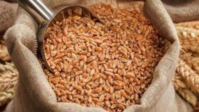 تداول 923 ألف طن من الأقماح المستوردة بالبورصة المصرية للسلع حتى منتصف أغسطس