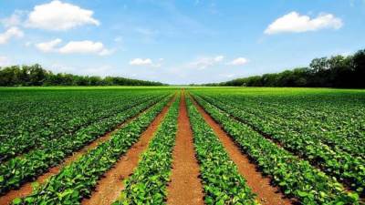 نحو مليون جنيه مبيعات شركة «وادى كوم امبو» بمزاد بيع أراضي 