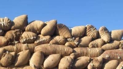 بدء عمل منظومة تداول الأقطان  بالوجه القبلي