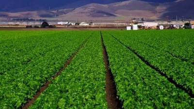  «الريف المصرى الجديد» تطلق مبادرة لتشجيع زراعة المحاصيل الشتوية الإستراتيجية بجميع أراضى 1.5 مليون فدان 