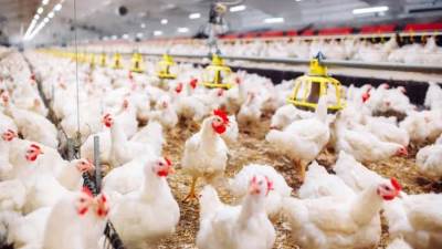 «الزراعة» تنفى ذبح سلالات دواجن نادرة بحجة عدم توافر الأعلاف