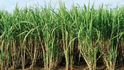 التموين: توريد 100 ألف طن قصب من المزارعين بالصعيد