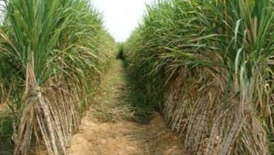 «التموين» تعتزم استصلاح 120 ألف فدان لزراعة قصب السكر