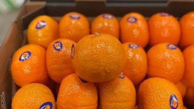 فتح أسواق  السلفادور أمام صادرات اليوسفي المصري