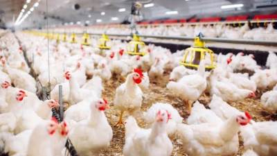 «الزراعة» تنفي وجود فيروس يؤدي لنفوق الدواجن