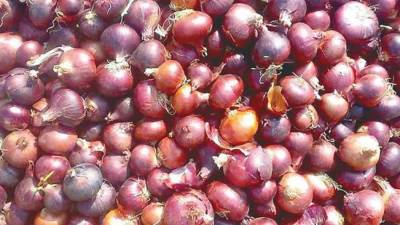 رغم فتح التصدير .. تراجع أسعار البصل فى مصر 