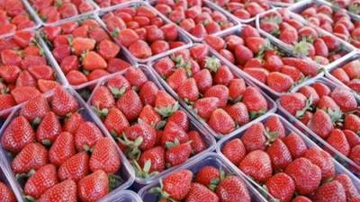 رفع الحظر المفروض على صادرات الفراولة المصرية  إلى كندا