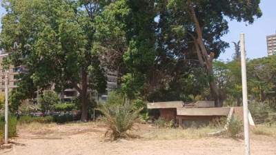 «البيئة»: لا وجود لقطع الأشجار بحديقة الميرلاند