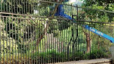 الزراعة تنفي قطع الأشجار بحديقة الحيوان وتؤكد: نحافظ على الأشجار النادرة من التلف 