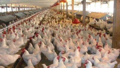 فى بيان للبورصة .. «المنصورة للدواجن» تنفي وجود عرض شراء على أسهمها