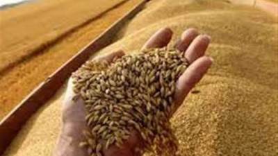 «الحكومة» تحدد 2200 جنيه سعراً استرشادياً لأردب القمح لموسم 2024/ 2025