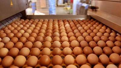 200 ألف طبق بيض تركي فى مصر.. وشحنة جديدة 2 نوفمبر