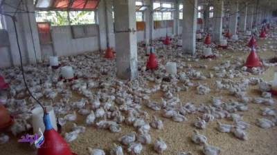 الحكومة تنفي وجود متحورات أو فيروسات وبائية منتشرة بين الدواجن