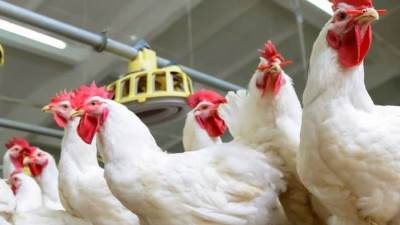 «الوزراء» ينفي وجود فيروس يمنع تناول الدواجن أو التعامل معها