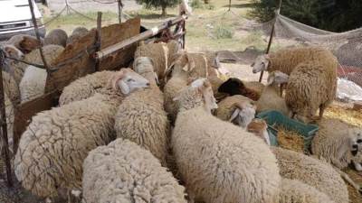 «الزراعة» تكثف حملاتها على الشوادر وأماكن بيع الأضاحي للتأكد من سلامتها