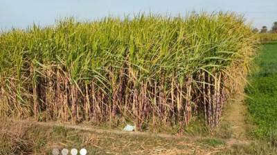 الحكومة: مصر على أعتاب الاكتفاء الذاتي من السكر