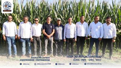 دالتكس تضاعف إنتاجية الذرة بزيادة تصل إلى 25% مع الصنف ديكالب 6919