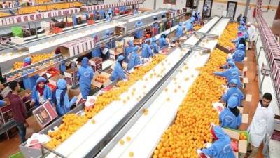 بزيادة قياسية عن العام الماضي.. الصادرات الزراعية المصرية تحقق 7.5 مليون طن حتى الآن